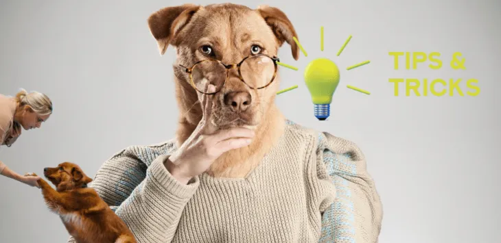 Jaké jsou některé psychologické triky, které fungují na psech