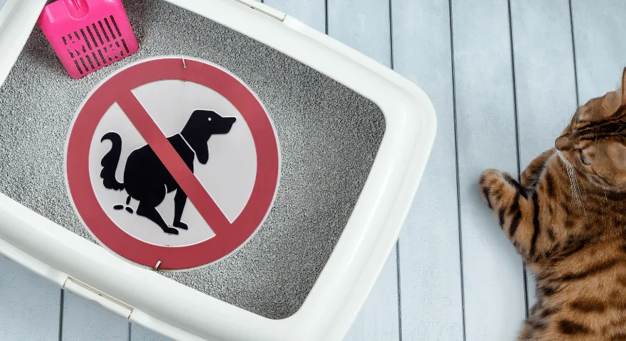 Kuweta tylko dla kota