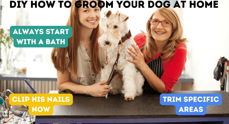 עשה זאת בעצמך איך לטפח את הכלב שלך בבית