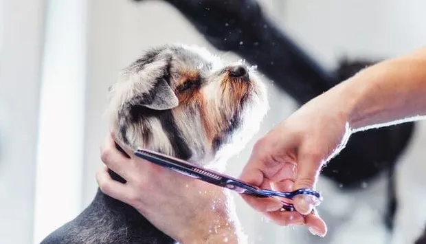 Como cuidar do seu cachorro em casa