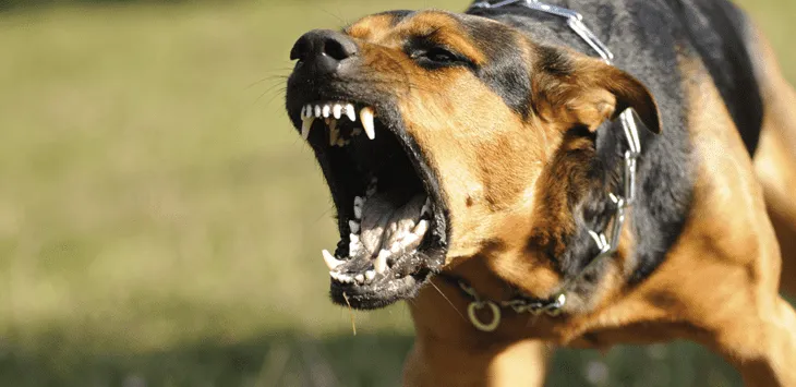Comment se débarrasser d'un chien agressif