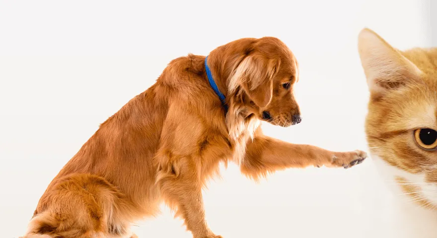 Apresente um cachorro hiperativo a um gatinho
