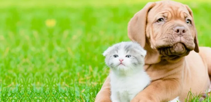 Como apresentar um cachorro hiperativo a um gatinho