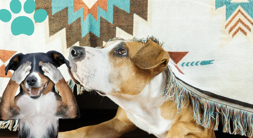 Sätt att mentalt stimulera din hund inomhus