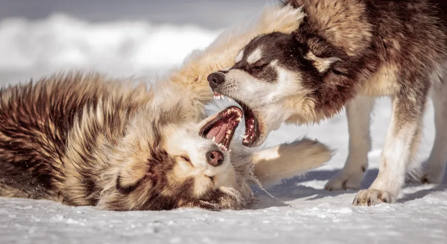 lemmikkisi tai toinen koira voi tulla aggressiiviseksi