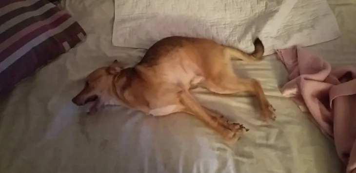 Co zrobić, jeśli pies ma atak