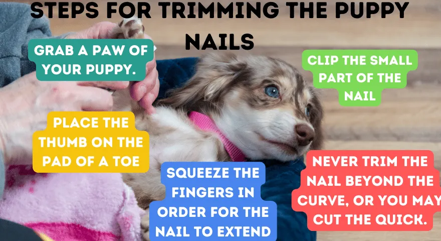 Kroki przycinania pazurów szczenięcia