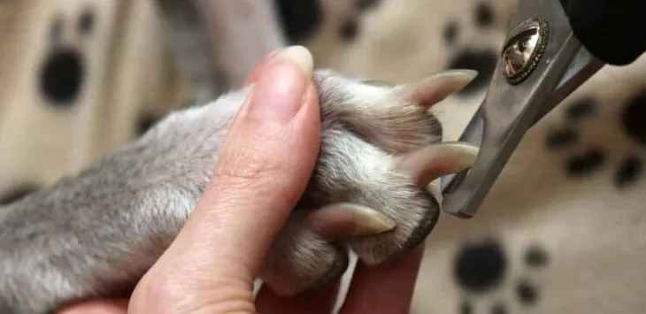 Jak obciąć pazury szczeniaka