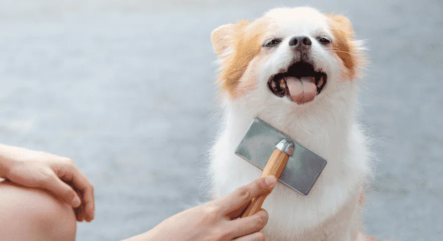 znaki zadušitve psa