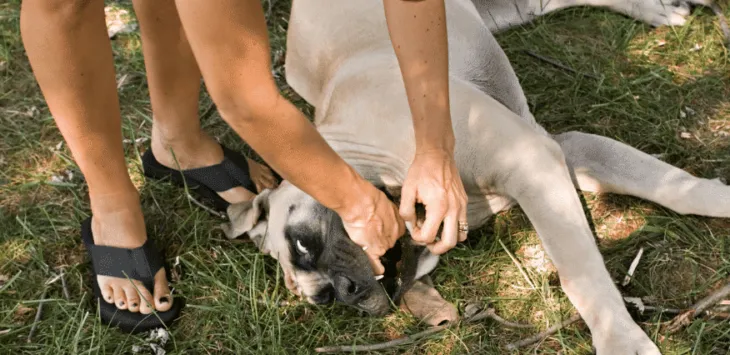 Kaj storiti, če se vaš pes duši?