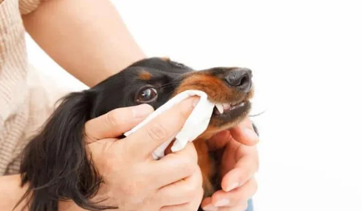 Οδοντιατρικά μαντηλάκια για σκύλους