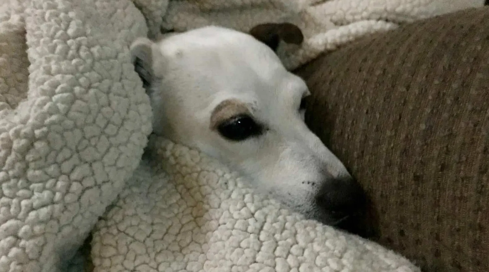 Hjälp min hund traumatiserad av fyrverkerier