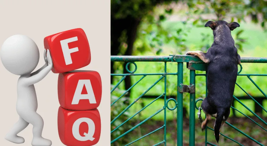 Jak powstrzymać psy przed skakaniem przez płot