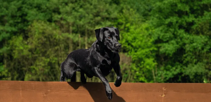 Jak powstrzymać psy przed skakaniem przez płot
