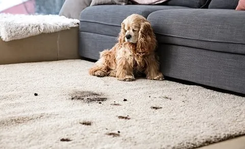 Jak usunąć psią kupę z dywanu