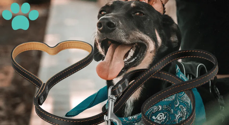 Jak pozbyć się śladów na obroży psa' title='Jak pozbyć się śladów na obroży psa