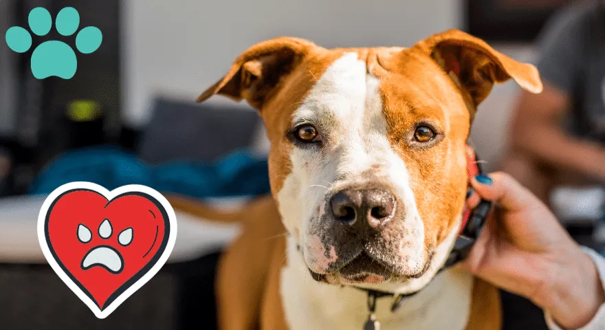 Leczenie istniejących śladów na kołnierzu' title='Jak pozbyć się śladów na obroży psa