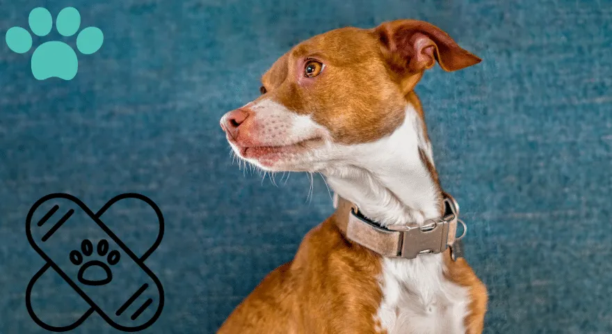 Jak pozbyć się śladów na obroży psa' title='Jak pozbyć się śladów na obroży psa