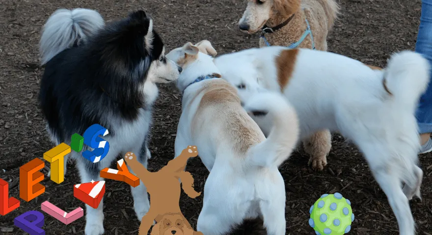 Koliko puta pas treba izaći