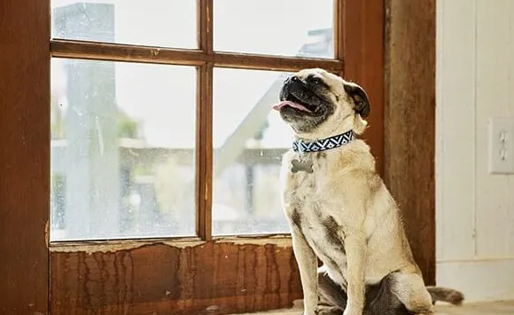 Koliko puta pas treba izaći