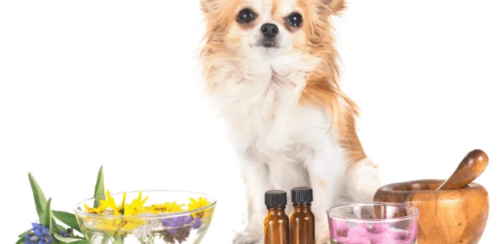 Alergije na pse na eterična ulja