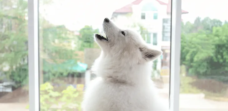 Kuidas peatada üksi jäetud koera ulgumine