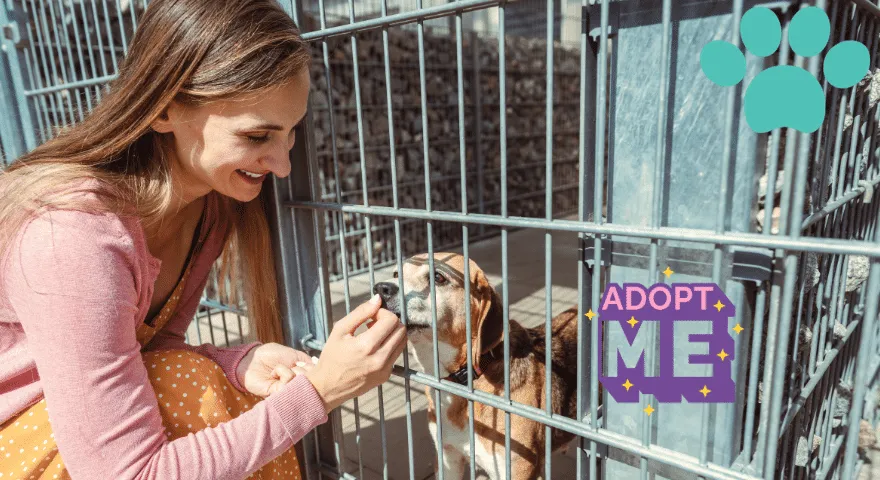 Одабир правог другог пса