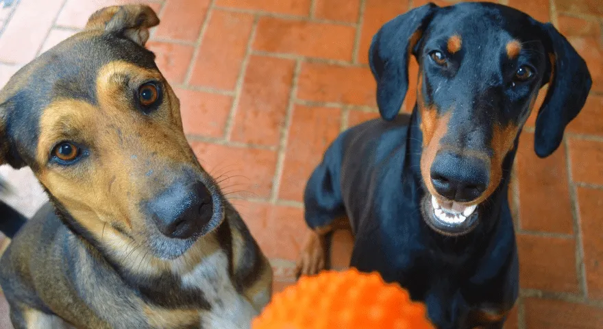 Припрема вашег дома за другог пса