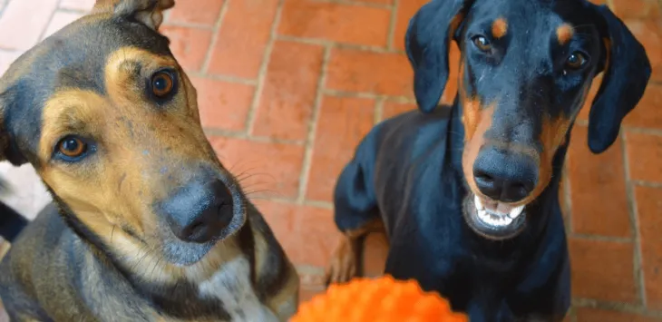 Mājas sagatavošana otrajam sunim: padomi un triki