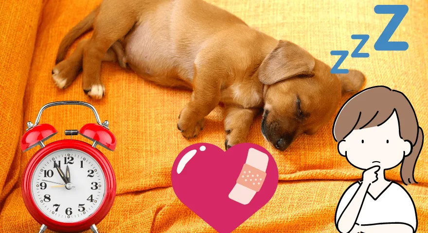 Jak często psy śpią