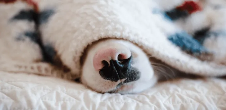 Hvor ofte sover hunder?