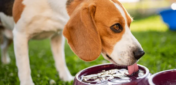 Hvordan lure en hund til å drikke vann