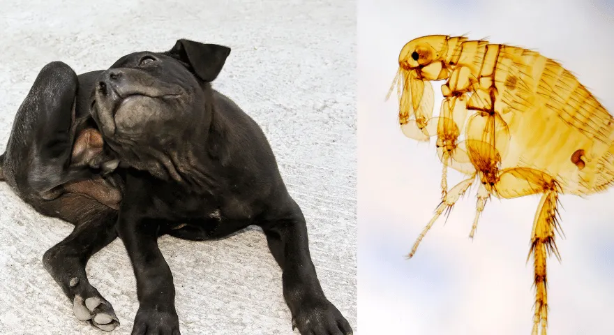 Przepisy na spraye na pchły dla psów