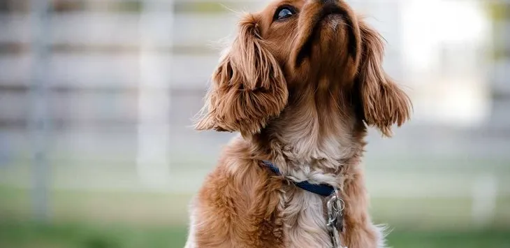 Készüljön fel a DIY bolha spray-receptekre kutyáknak