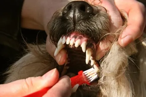 Sådan renses hundetænder derhjemme
