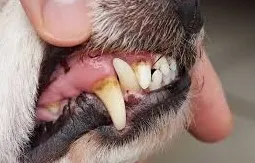 Sådan renses hundetænder derhjemme