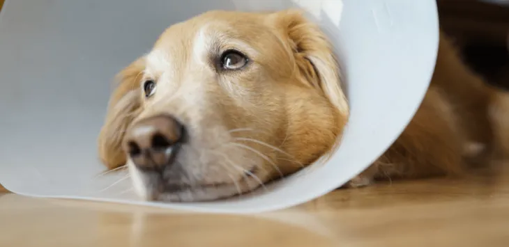 Bagaimana Anjing Tidur Dengan Kerucut