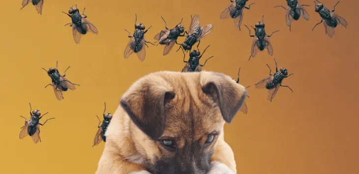 איך להרחיק זבובים מכלבים