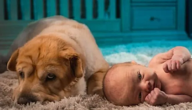 10 Tips Penting Cara Memperkenalkan Anjing Anda kepada Bayi Anda