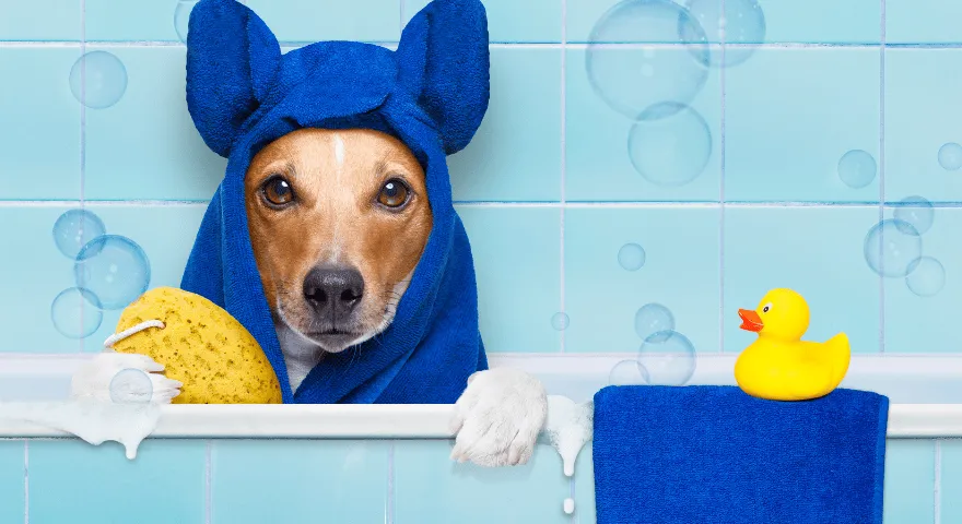 co robić, a czego nie, pielęgnacja psa