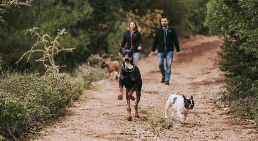 σκύλοι που περπατούν πρέπει και δεν πρέπει