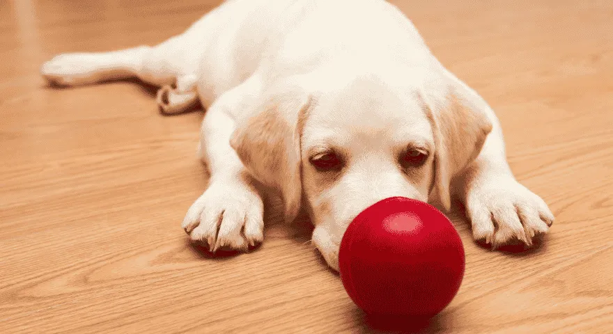 Jak bawić się ze szczeniętami