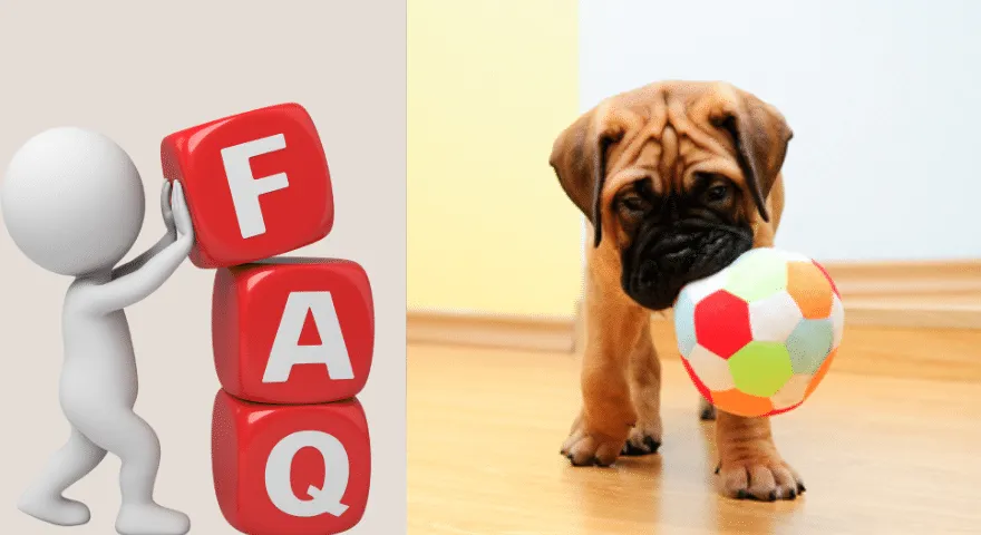 Często zadawane pytania dotyczące zabawy ze szczeniętami