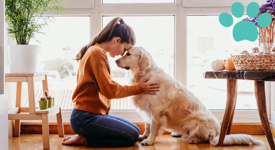 Wskazówki, jak utrzymać dom w czystości, gdy pies jest w rui' title='Jak utrzymać dom w czystości, gdy pies jest w rui
