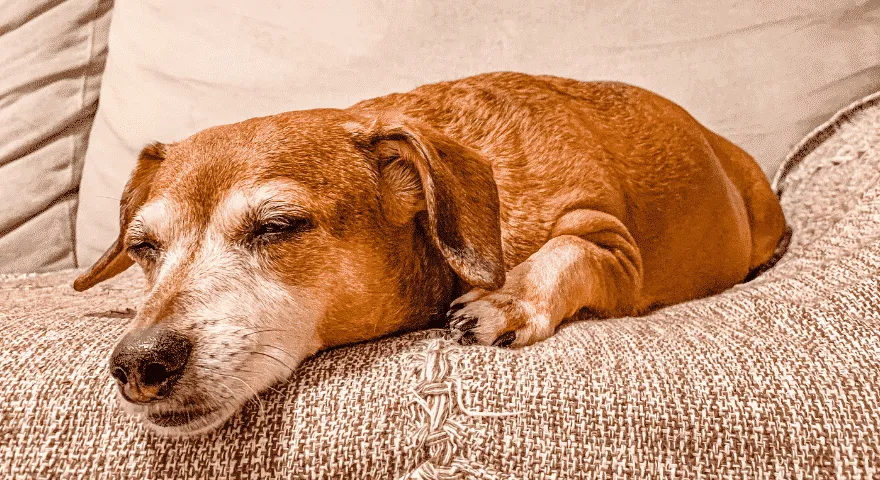 Jak utrzymać dom w czystości, gdy pies jest w rui' title='Jak utrzymać dom w czystości, gdy pies jest w rui