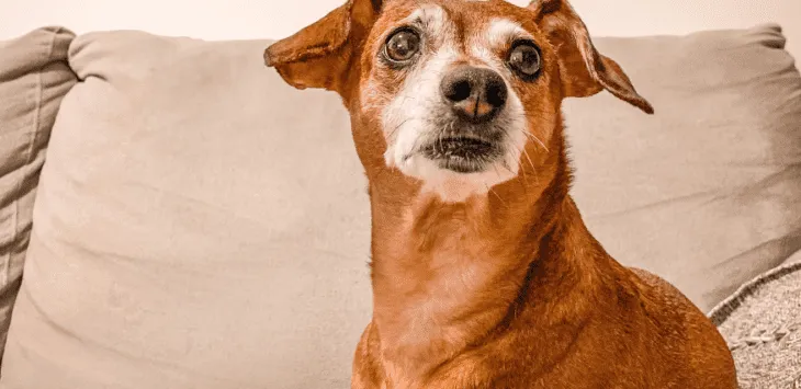 Jak utrzymać dom w czystości, gdy pies jest w rui