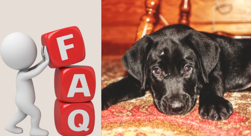 Najczęściej zadawane pytania Jak uspokoić ząbkującego szczeniaka w domu' title='Jak uspokoić ząbkującego szczeniaka w domu?