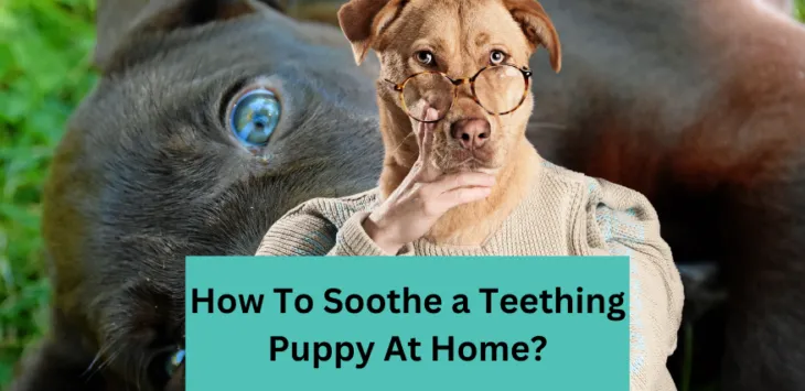 Jak uspokoić ząbkującego szczeniaka w domu?