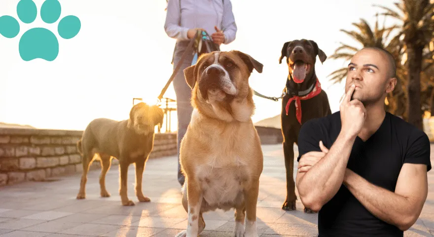 Znalezienie odpowiedniego wyprowadzacza psów