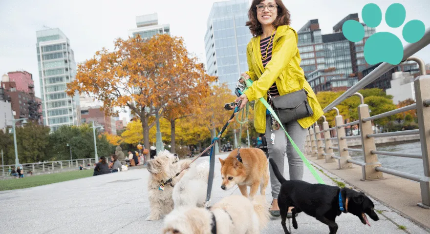 Często zadawane pytania: Znalezienie odpowiedniego wyprowadzacza dla psów